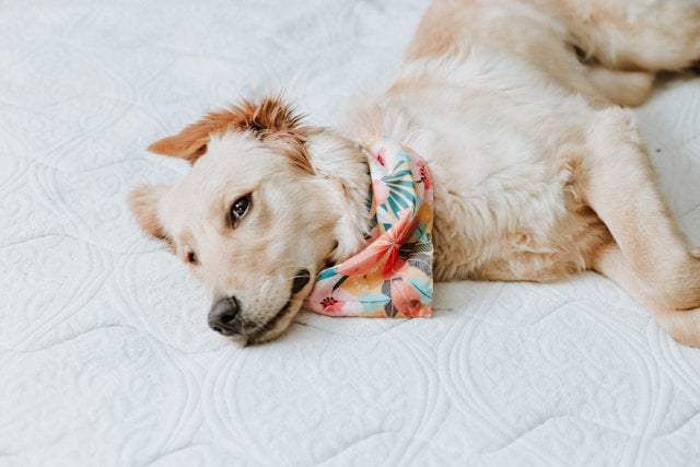 How to Style Your Pup with a Custom Printed Bandana & Why You Need One